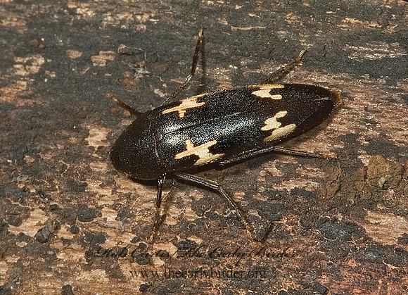 Dircaea liturata  MELANDRYID BEETLE 5010177z