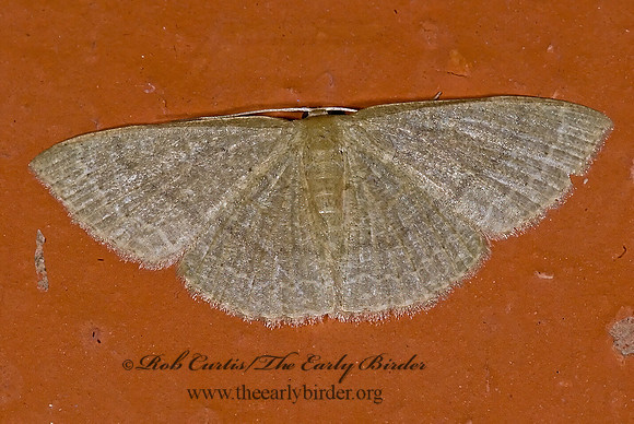 Pleuroprucha insulsaria  COMMON TAN WAVE 6023935z