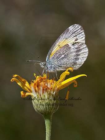 Nathalis iole  DAINTY SULPHUR 3038767z