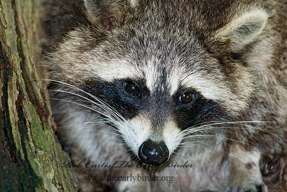Procyon lotor  RACCOON 6005444 z