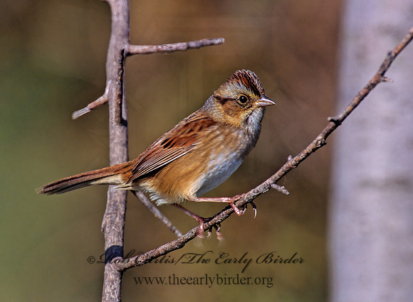 Melospiza georgiana  SWAMP SPARROW 1277306z