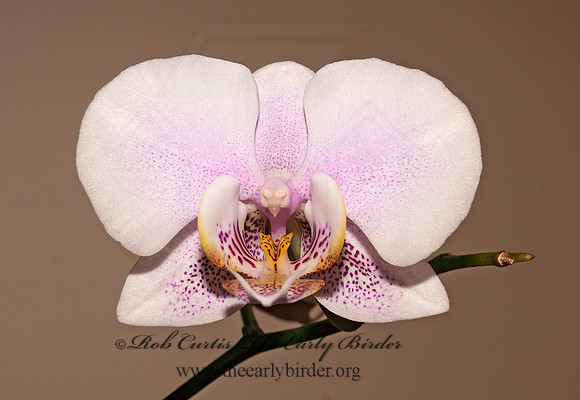 Phalaenopsis  PINK MOTH ORCHID  3006196z