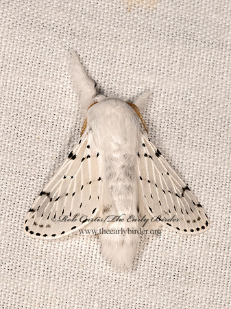 Artace cribarius  DOT-LINED WHITE 3035352z