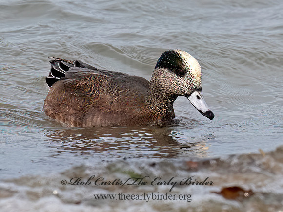Mareca americana AMERICAN WIGEON 3048272z