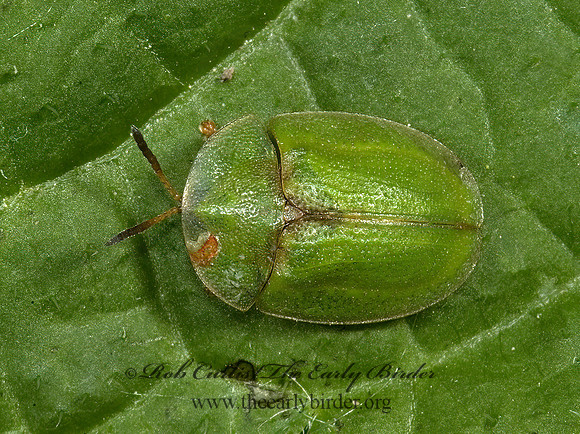 Cassida rubiginosa THISTLE TORTOISE  BEETLE 5008068z
