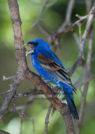 Guiraca caerulea  BLUE GROSBEAK 7006642z