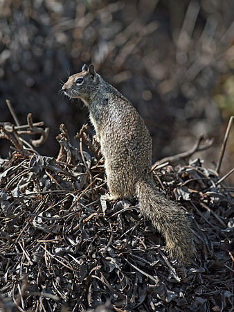 Otospermophilus beecheyi  CALIFORNIA GROUND SQUIRREL 9055778z