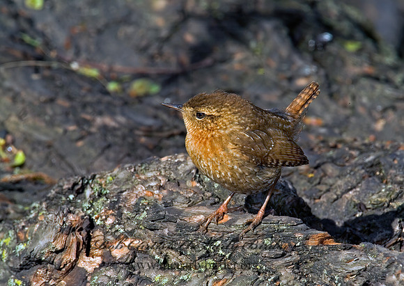 Troglodytes hiemalis  WINTER WREN 4000346  z