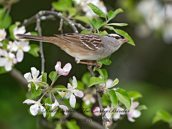 Zonotrichia leucophrys  WHITE-CROWNED SPARROW 9045461z