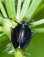 Phylloscelis atra 6012318 z