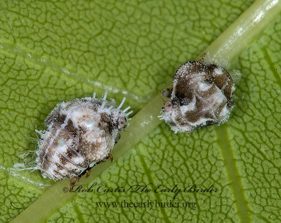 Acanalonia bivittata 6008799z