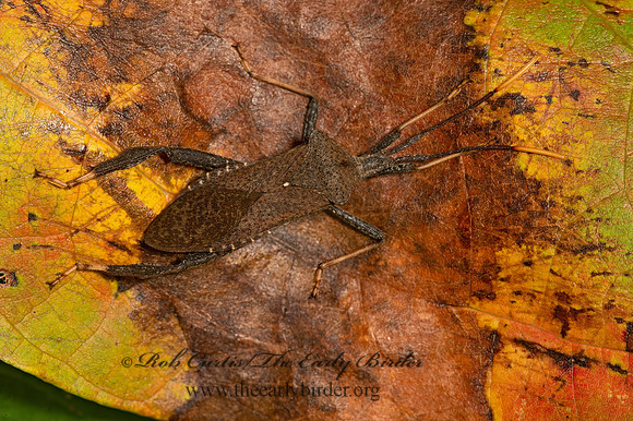 Acanthocephala terminalis  lLEAF-FOOTED BUG 9052614z