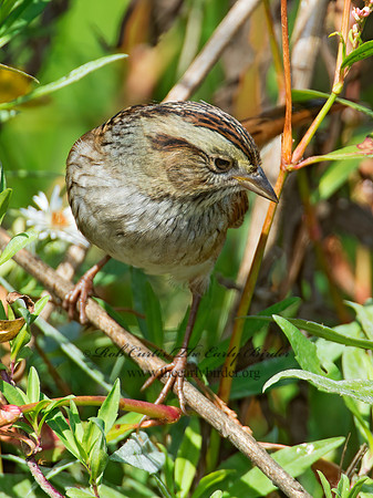 Melospiza georgiana  SWAMP SPARROW 9005514z