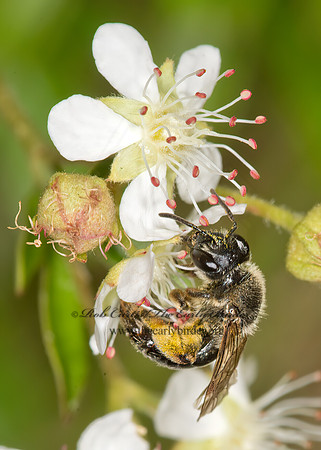 Andrena  MINING BEE 9032875z