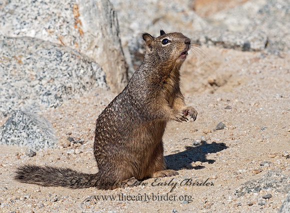 Otospermophilus beecheyi  CALIFORNIA GROUND SQUIRREL 7017640z