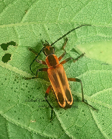 Chauliognathus marginatus 114026z