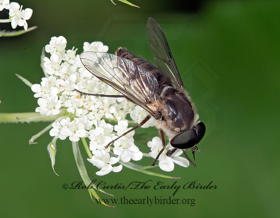 Stonemyia rasa HORSE FLY 9013763z