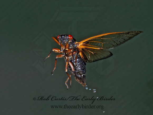 Magicicada cassinii CASSIN'S CICADA 9089061z