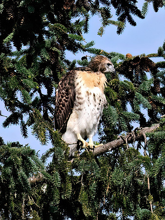 Buteo jamaicensis  RED-TAILED HAWK 9068880z
