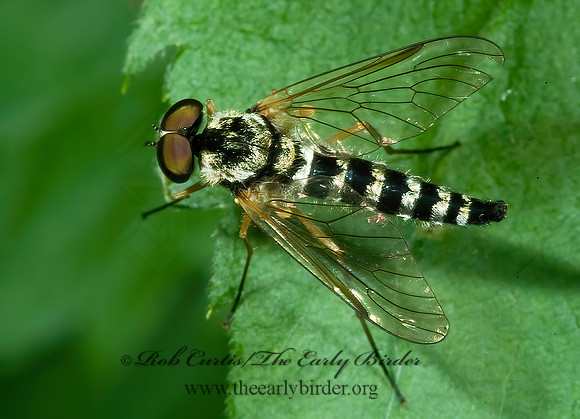 Chrysopilus ornatus SNIPE FLY 4003001z