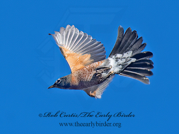Turdus migratorius  AMERICAN ROBIN 6037401z