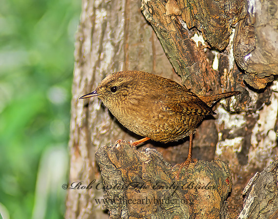 Troglodytes hiemalis  WINTER WREN 34324 z