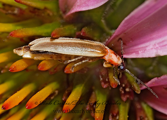 Photinus  FIREFLY 8026475z