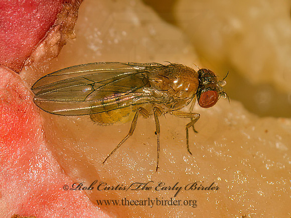 Drosophila VINEGAR FLY 9023896z