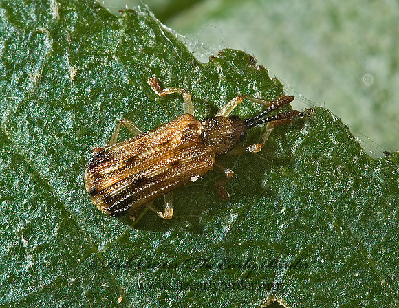 Sumitrosis rosea HISPINE LEAF BEETLE 5000554z