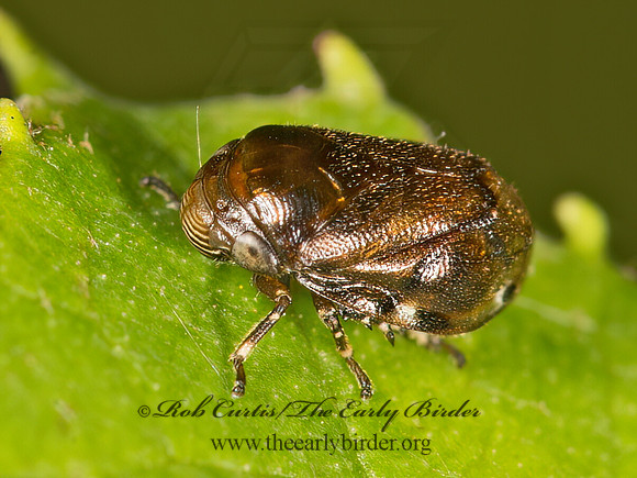 Clastoptera xanthocephala  SUNFLOWER SPITTLEBUG 9051868z
