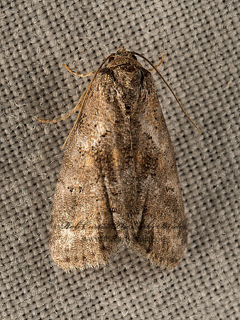Hyperstrotia  GRAYLET MOTH 9050341z