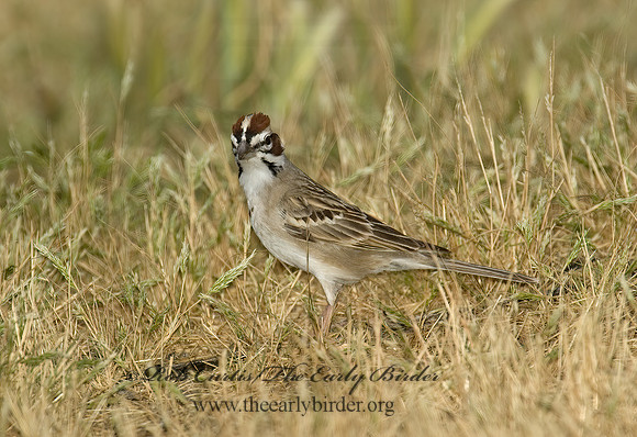 Chondestes grammacus  LARK SPARROW 5005313 z