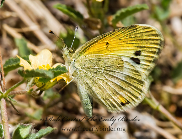 Nathalis iole  DAINTY SULPHUR 6024119z
