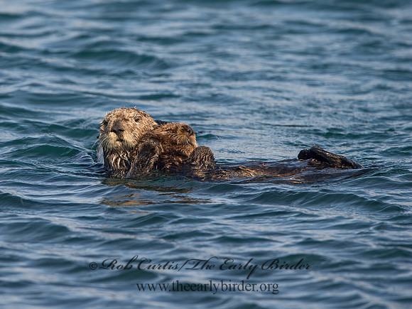 Enhydra lutris nereis  SOUTHERN SEA OTTER 9057956z