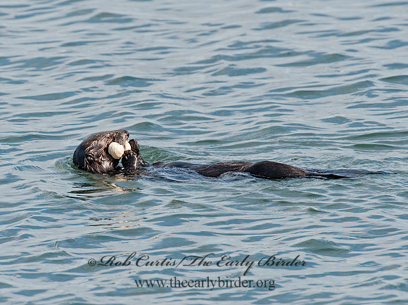 Enhydra lutris nereis  SOUTHERN SEA OTTER 8020341 z