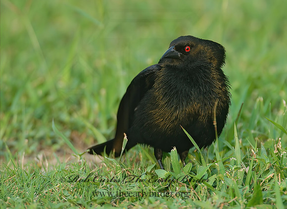 Molothrus aeneus  BRONZED COWBIRD 6023143z