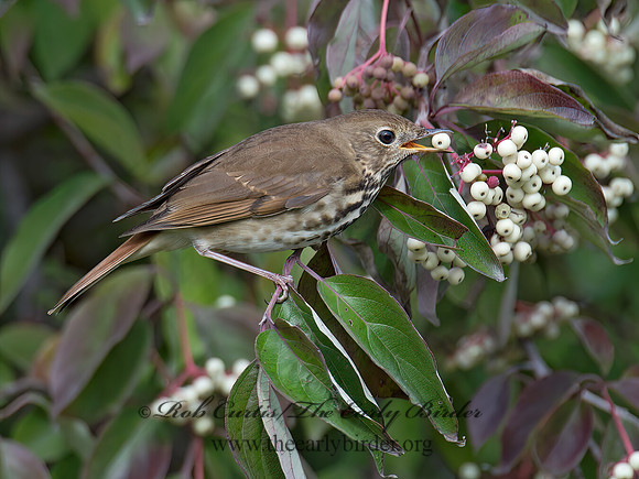 Catharus guttatus  HERMIT THRUSH 9015577z
