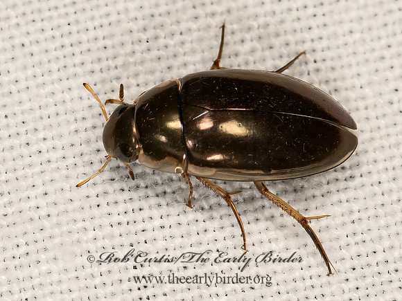 Tropisternus lateralis  WATER SCAVENGER BEETLE 3041836z