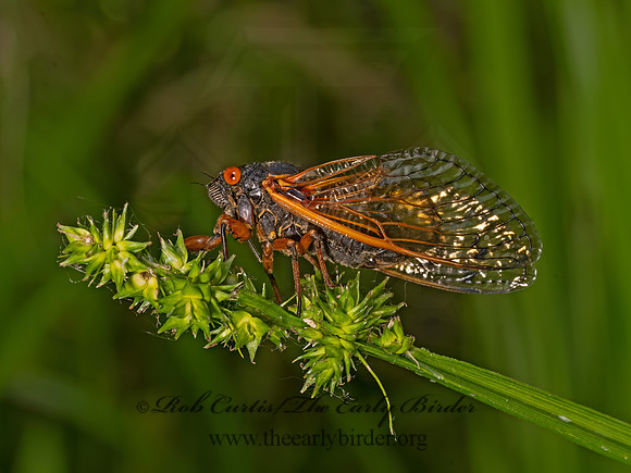 Magicicada cassinii CASSINI'S 17-YEAR CICADA 3043679z