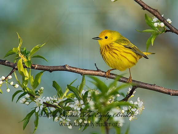 Setophaga petechia  YELLOW WARBLER 8003348z