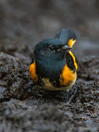 Setophaga ruticilla  AMERICAN REDSTART 9005262z