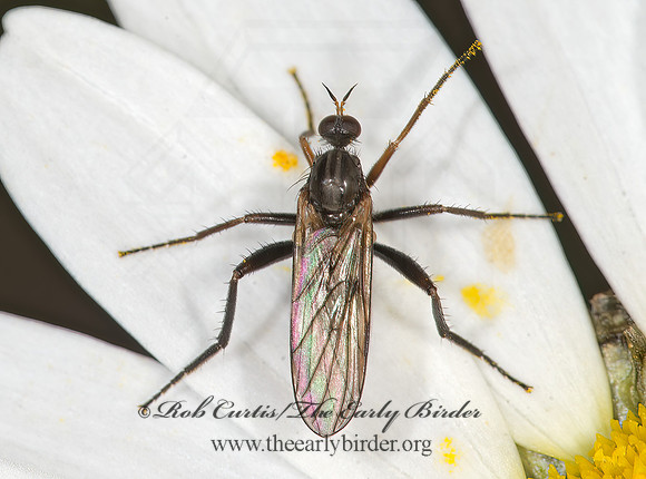 Rhamphomyia  DANCE FLY 9036085z