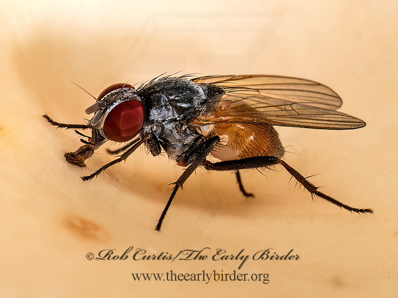 Fannia FANNID FLY 9090029z