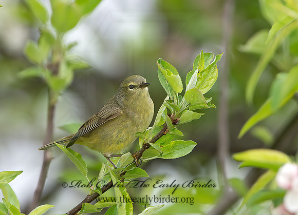 Leiothlypis celata  ORANGE-CROWNED WARBLER 9043244z