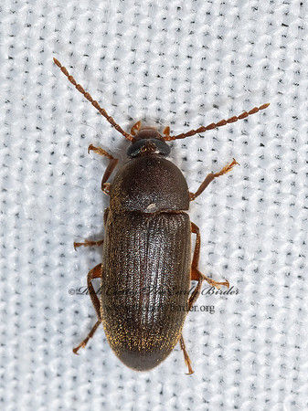 Hymenorus  COMB-CLAWED BEETLE 3039265z