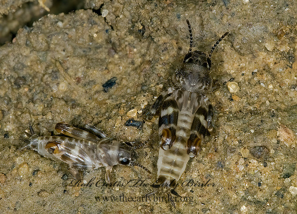 Ellipes minuta 6009713z
