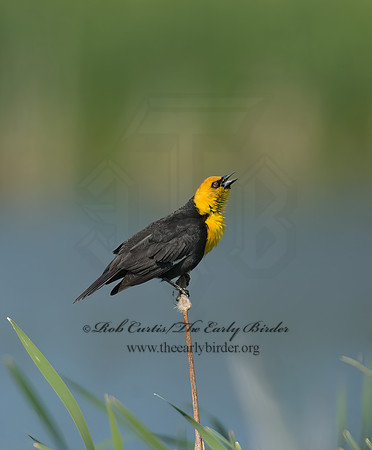 Xanthocephalus xanthocephalus  YELLOW-HEADED BLACKBIRD 6004209z