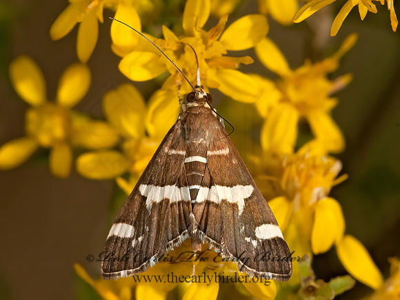 Spoladea recurvalis  BEET WEBWORM MOTH 3014749z