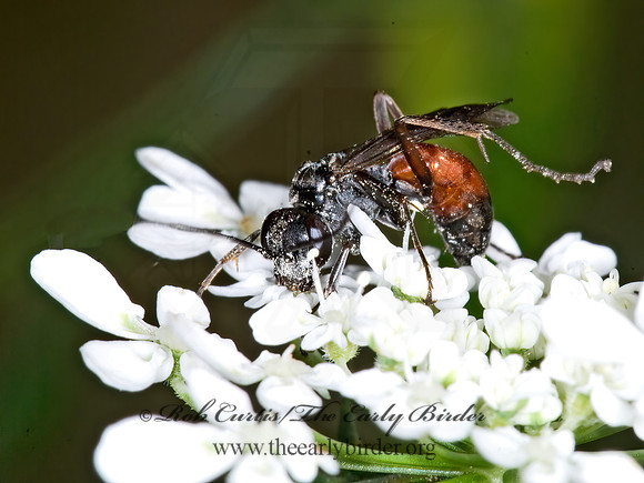 Caliadurgus alienatus 6012543z