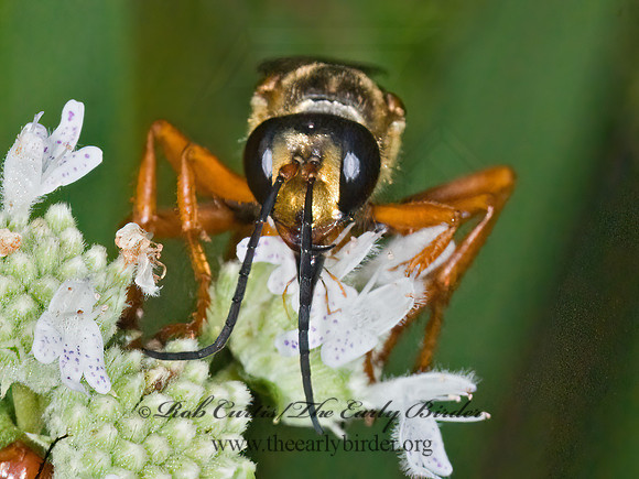 Sphex ichneumoneus 7012061z